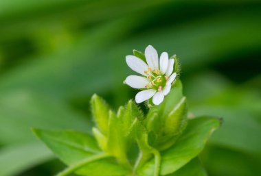 Bahar çim ormanda vahşi küçük mükemmellik