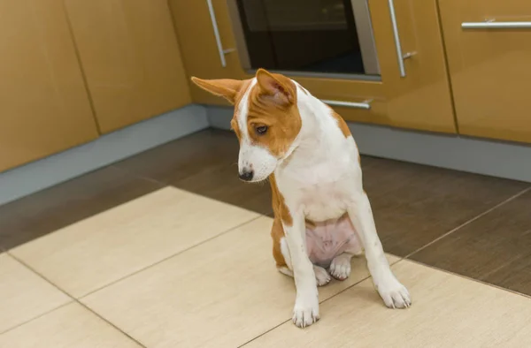 Küçük Basenji Yavru Mutfakta Oturan Usta Cezası Bekliyor — Stok fotoğraf