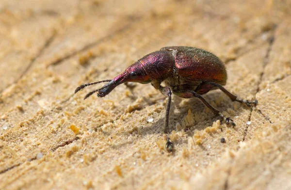 Besouro Mato Curculionidae Demonstra Sua Visão Lateral — Fotografia de Stock