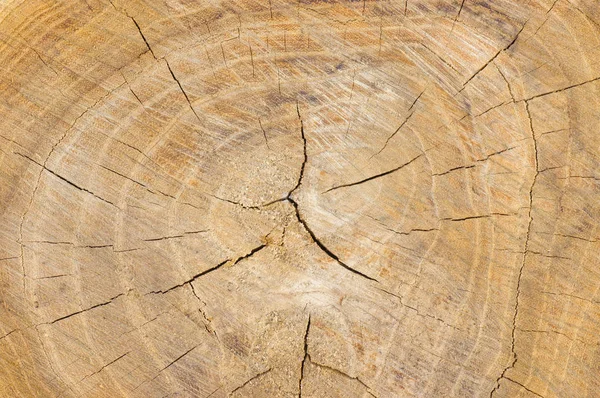 Natural background - cross section of tree trunk