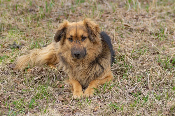 Oude Gemengde Ras Trieste Hond Met Littekens Snuit Liggend Een — Stockfoto