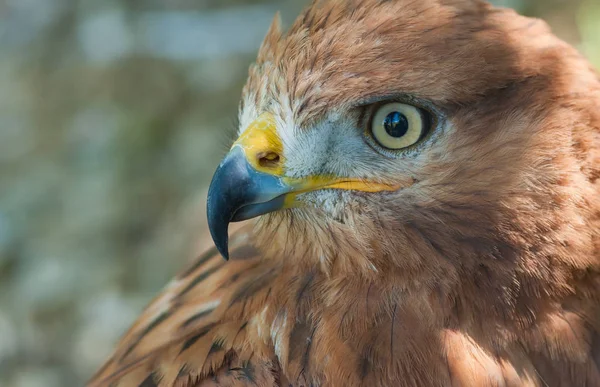 Grazioso Ritratto Rapace Poiana Dalle Zampe Lunghe Tonalità Pastello Dof — Foto Stock