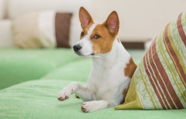 Royal basenji sevindirici öpücük için pençesini veren