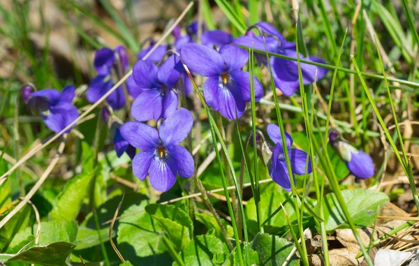 Família Flores Viola Selvagens Entre Grama Primavera — Fotografia de Stock