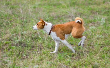 Muhteşem basenji avı kovalayan