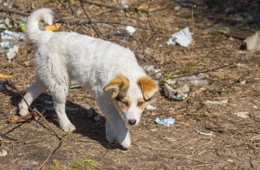 Sokak köpeği hurda yığınının içinden geçiyor