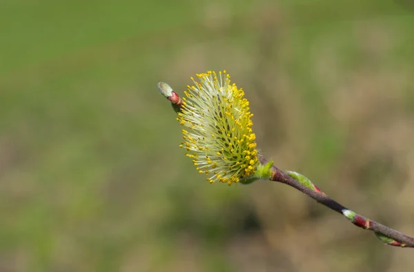 Bourgeon Chatte Saule Printemps Saison Sur Fond Naturel — Photo