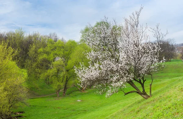 Ukrainian landscape in spring season