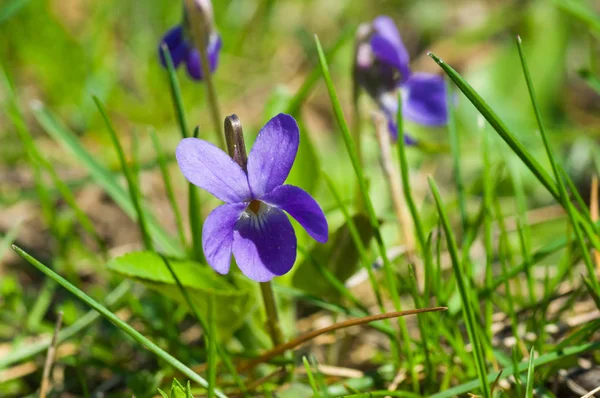 Flor Viola Selvagem Entre Grama Primavera — Fotografia de Stock
