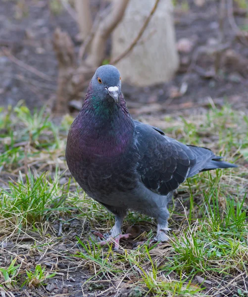 Outdoor Portrait Graceful Pigeon — Stock Photo, Image