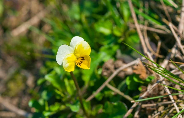 Viola Selvagem Temporada Primavera Ucrânia — Fotografia de Stock