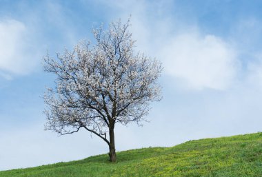 Çiçekli zamanda yalnız kayısı ağacı ile Ukrayna manzara