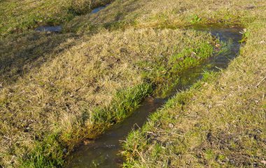 Bir su çayırı üzerinde yaşamın başlangıcı olarak bahar mevsiminde küçük dere