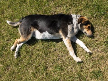 Yeşil çim üzerinde yatan karışık ırk köpek üst görünümü 