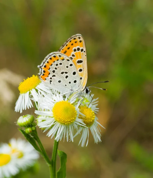 Ortak Mavi (kadın) kelebek