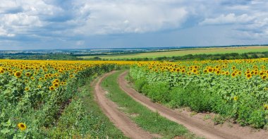 Yaz sezonunda Orta Ukrayna kırsal panoramik manzara