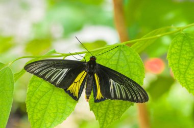 Doğal yaşam alanında Güzel Common Birdwing (Troides helena) kelebeği.