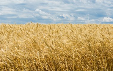 Buğday tarlası ve gökyüzü ile Ukrayna yaz manzara