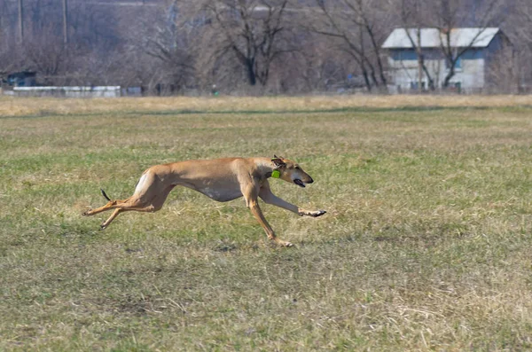 奶油霍塔亚博尔扎亚母狗在春天在田野里奔跑 — 图库照片