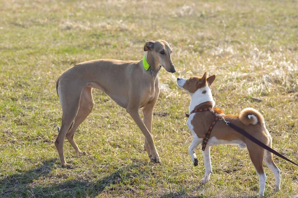 Basenji Macho Derecha Hortaya Borzaya Hembra Izquierda Perro Primero Snifing —  Fotos de Stock