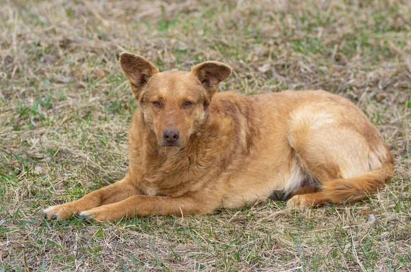 春の初めに地面に横たわる古い混合品種の赤毛犬 — ストック写真