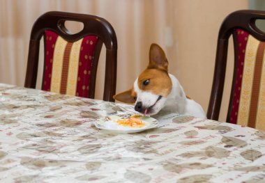 Hungry dog steals food while beings home alone. clipart