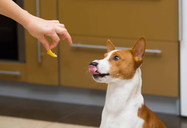 Vitamini Ile Limon Dilim Genç Köpek Için Garip Gıda — Stok fotoğraf