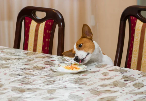Aç köpek tek başına evde varlıklar iken yiyecek çalar.