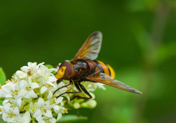 Tinny Schattige Bee Achtige Vliegen Zittend Een Witte Bloem Zuigen — Stockfoto