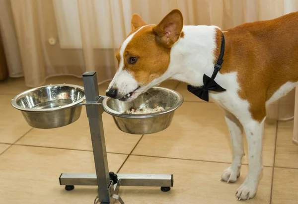 Sevimli köpek öğle yemeği saati (basenji)