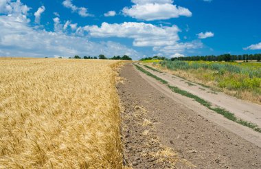 Ürün alanı ile Ukrayna kırsal peyzaj.