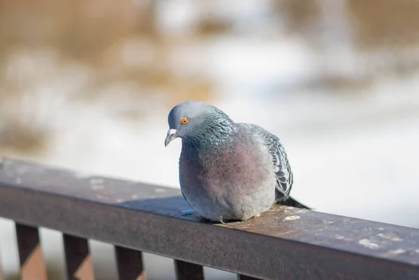 Güvercin Kış Güneşinin Altında Bir Korkuluk Üzerinde Dinleniyor — Stok fotoğraf