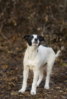 Kayıp sokak köpeği annemi çağırıyor.
