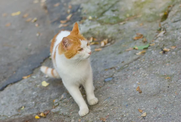 Avrupa Shorthair Kedi Sokakta Aşamasında — Stok fotoğraf
