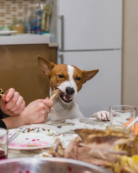 Almuerzo Programado Para Perro Mimado Basenji — Foto de Stock