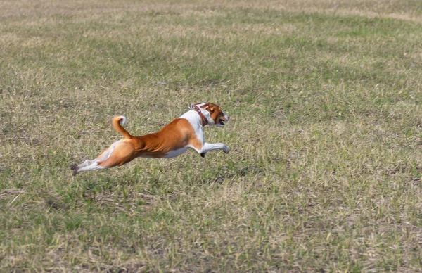 Σκύλος Basenji Πετάει Πάνω Από Πεδίο Της Άνοιξης Ενώ Κάνει — Φωτογραφία Αρχείου