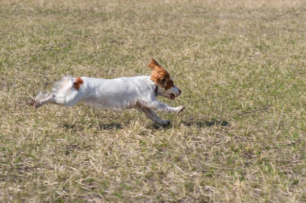 Ryska Spaniel Hund Flygande Fas Över Våren Fältet Medan Gör — Stockfoto