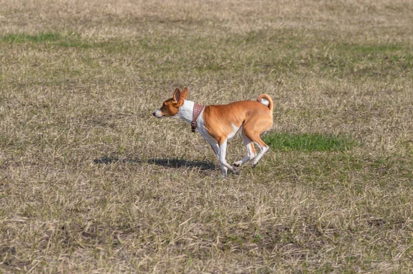 Νεαρός Μπασέντζι Σκύλος Αρσενικός Καλπάζει Ανοιξιάτικα Χωράφια — Φωτογραφία Αρχείου