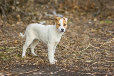 Düşmanları izlerken ilk görev sevimli karışık Cins köpek portresi.