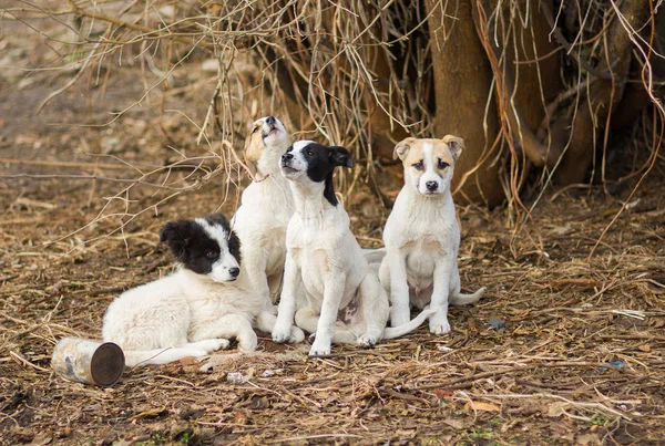Llamando Mamá Familia Cachorros Callejeros —  Fotos de Stock