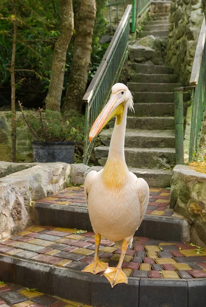 Pelicano Recebe Visitantes Uma Escada — Fotografia de Stock