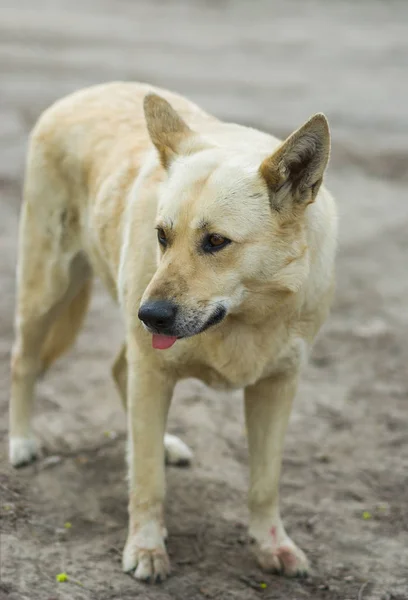 Portret Cute Street Dog Myślenia Niektórych Żywności — Zdjęcie stockowe