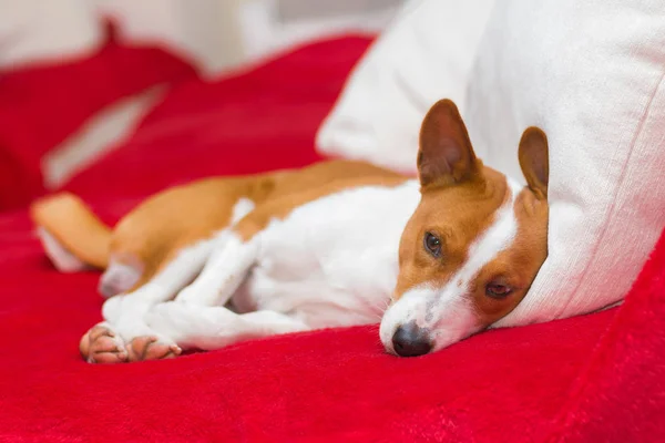 Yorgun basenji köpek kanepede dinlenme sahip