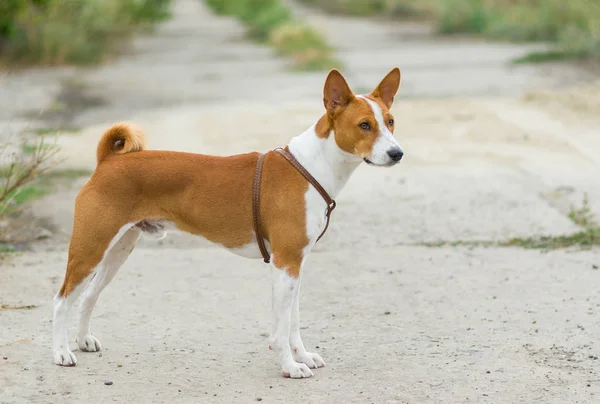 Ganzkörperporträt Des Basenji Hundes — Stockfoto