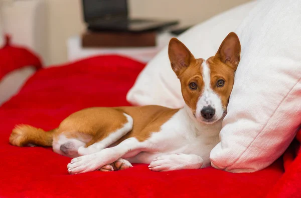 Söta Basenji Med Vila Soffan — Stockfoto