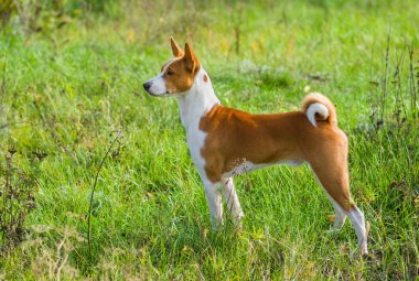 Sevimli Basenji köpek - vahşi sonbahar çim asker lideri.