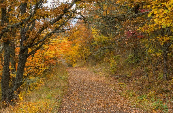 Ścieżka Dzikim Lesie Jesienny Górach Krymskich — Zdjęcie stockowe