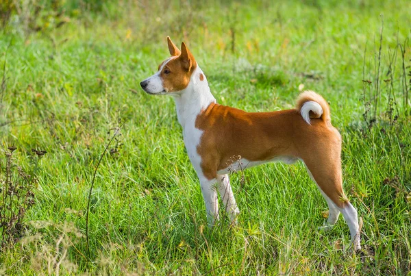 Mignon Chien Basenji Chef Troupe Dans Herbe Sauvage Automnale — Photo