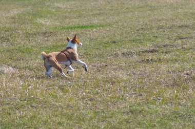 Basenji bahar tarlalarında dörtnala koşarken dönüş yapıyor. Köpek sol arka ayak kırığı ameliyatından sonra iyileşti.