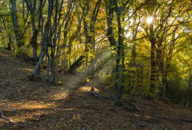 Kırım'da kayın ormanında sabah, Ukrayna.